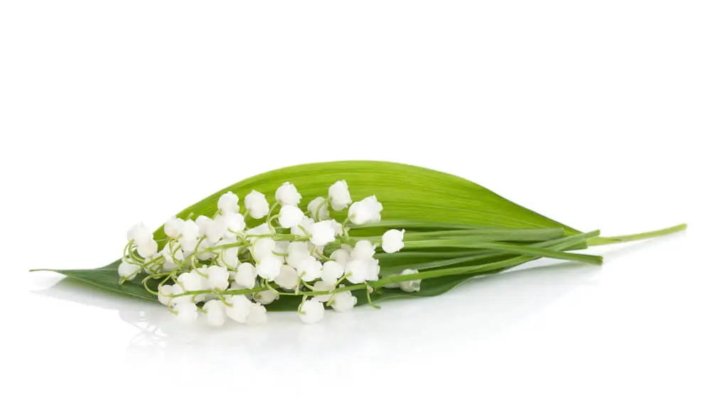 image_article